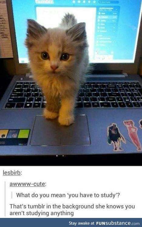 Cutest distraction