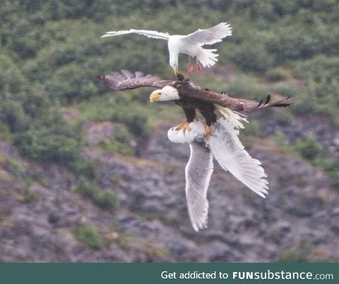 A desperate seagull trying to save his friend from the clutches of a bald eagle