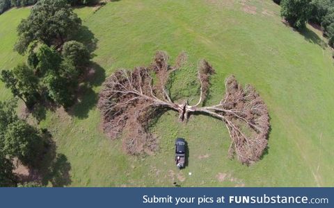 The way the lightning stuck this tree!