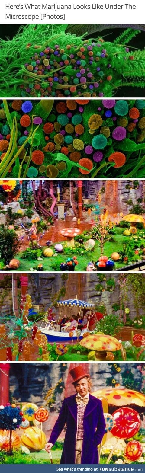 Microscopic view of marijuana