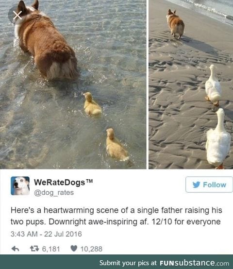 Father and his ducks