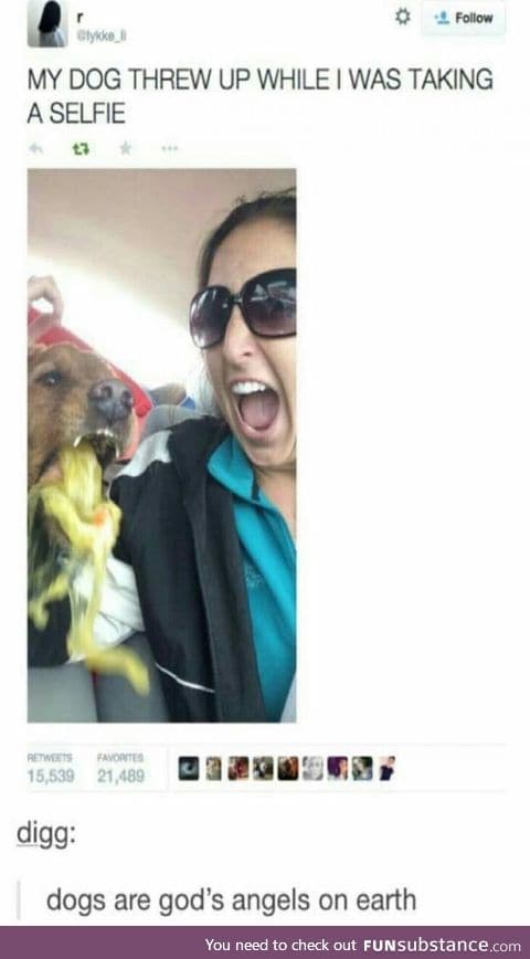 That's how the dog felt about it