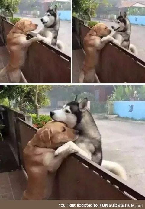 Romeo and Juliet from doggy’s world!