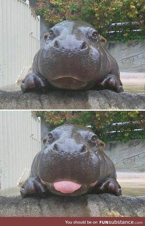 Baby hippo :)