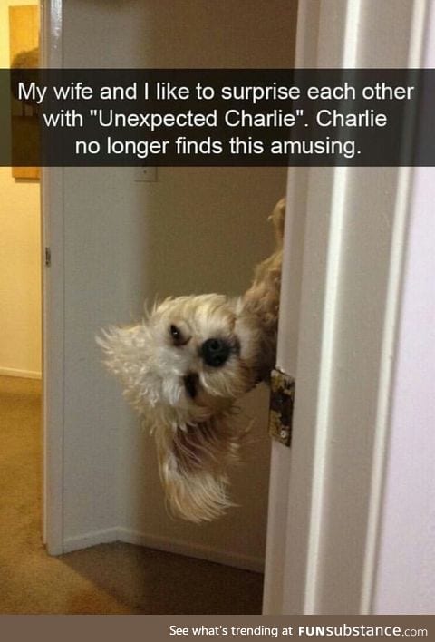 Don't objectify dogs