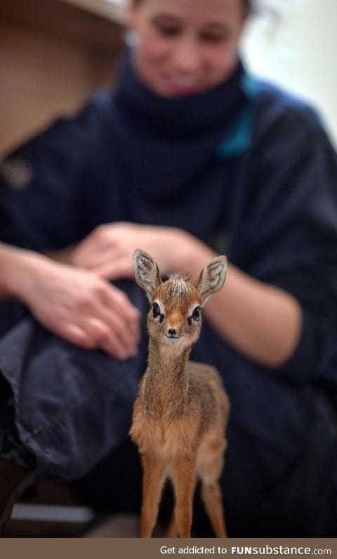 His name is Thanos and he is a baby dik-dik at the Chester Zoo