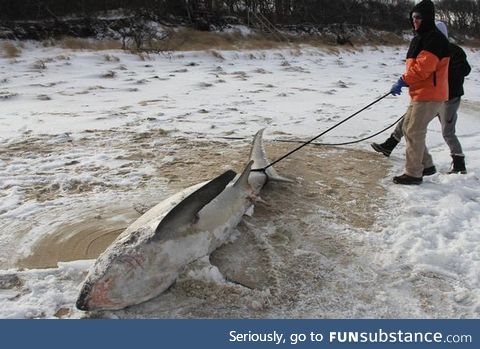 It's so cold in the US that sharks are freezing to death