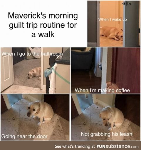 Puppy guilt trip