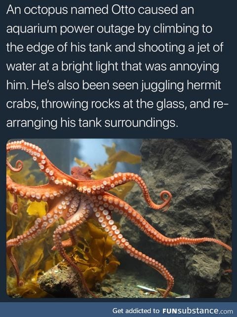 Octopussy