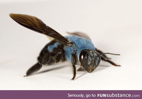 Not all bees are yellow. Here's a Blue Carpenter Bee