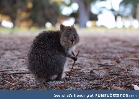 This quokka looks like he's ready to guide you on a special quest