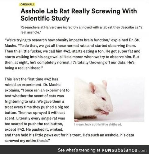 Stupid rat
