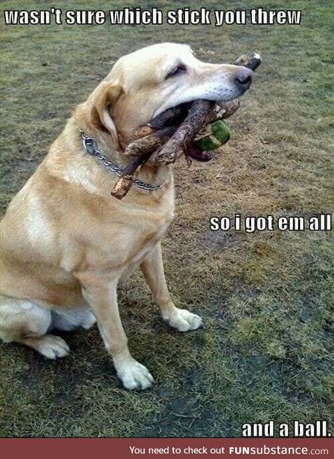 Doggo doesn't want to dissapoint