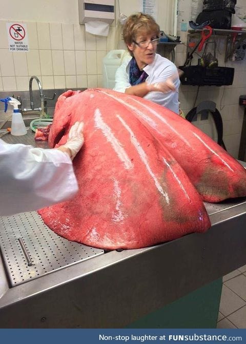 Horse lungs