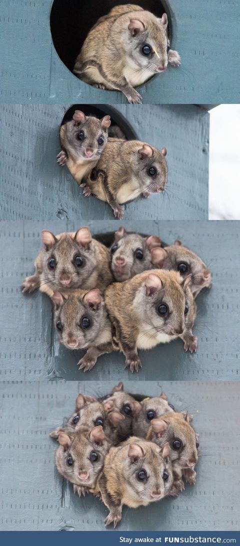 How many can fit in one hole?