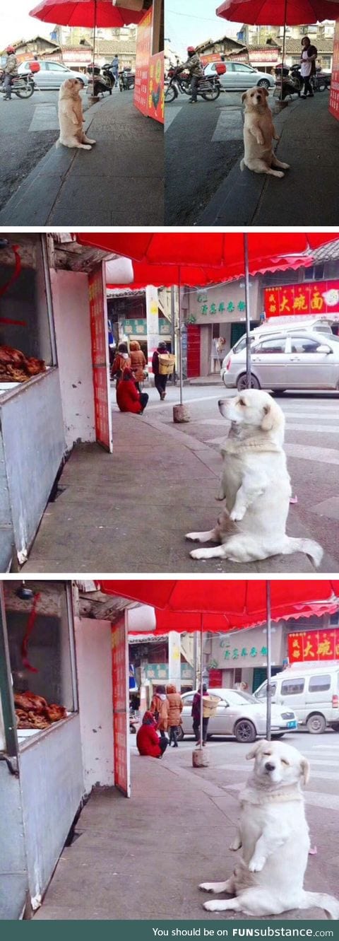 Doggo shamelessly begging for food