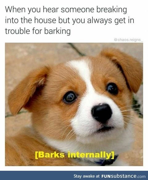 The doggo who cries bork
