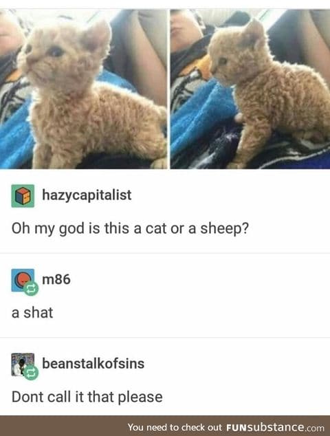 Cat or sheep?