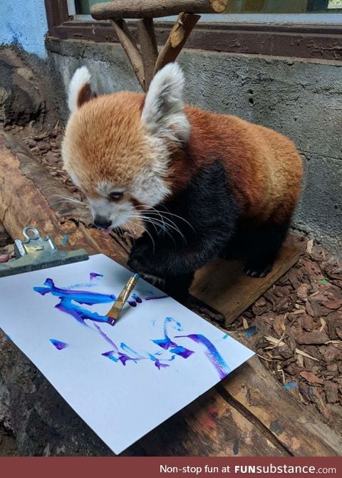 Sorrel the Red Panda doing some painting