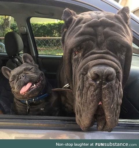 Never leave your dogs in a hot car, they might melt