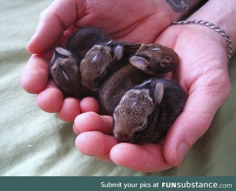 New born bunnies