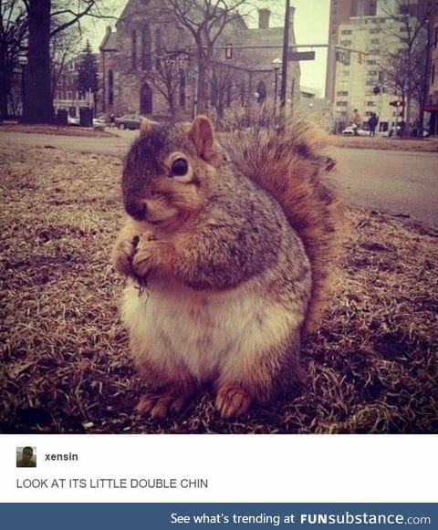 Chubby floofball