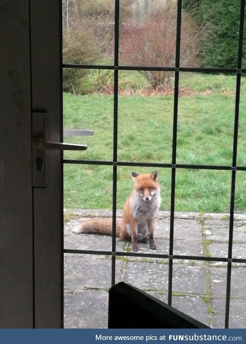 Feed a fox once and he'll gonna show up like this everyday