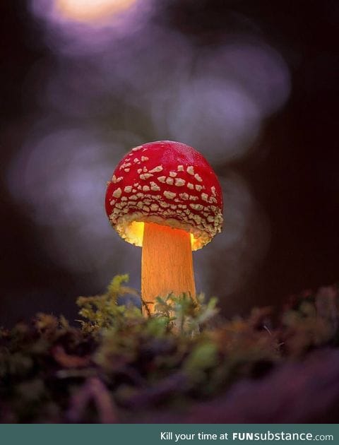 The mushroom