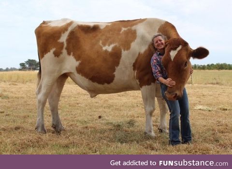 Big Moo is thought to be the largest cow in Australia, standing at 186 centimetres/6ft 1