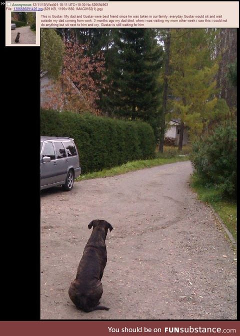 Good boy