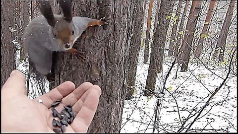 Birds and squirrels eat in a hand in a forest in winter..