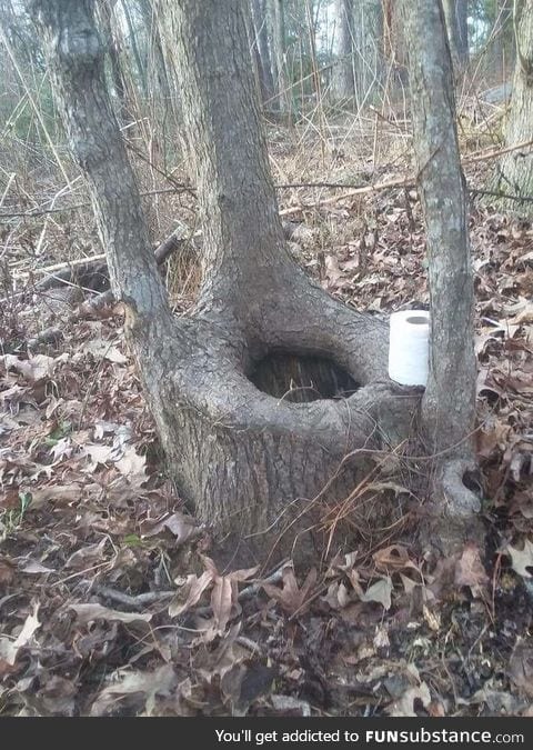 There must be sophisticated bears in this wood