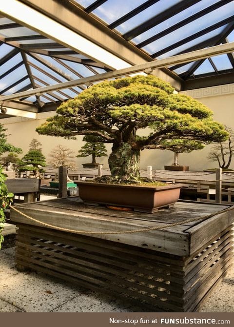 This 400 yr old bonsai survived the bombing of Hiroshima, despite being 2 miles away