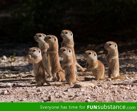 Prairie dog puppies