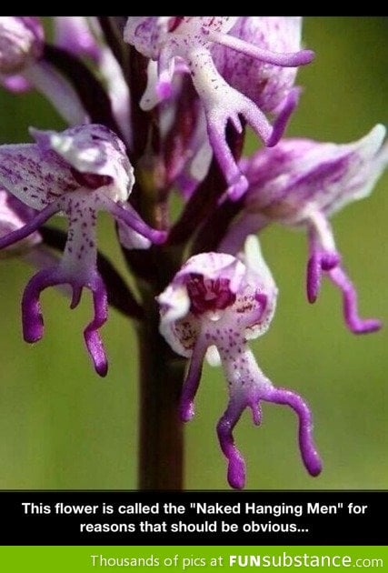 N*ked hanging men