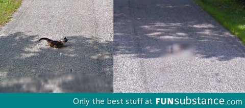 Google street view runs over a cat! then, blurs out the evidence