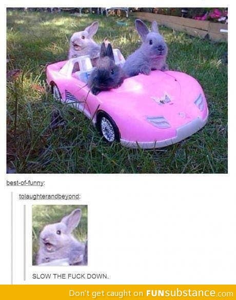 Bunny joyride