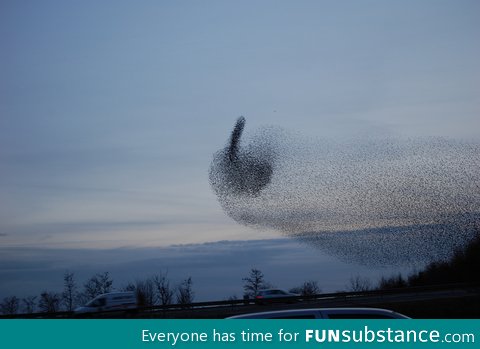 Angry birds