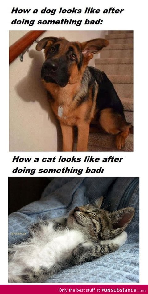 The reason why I prefer dogs over cats