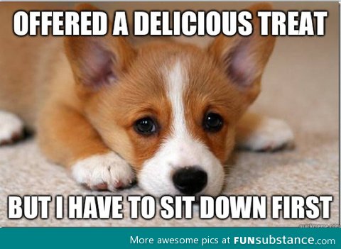 First dog problems