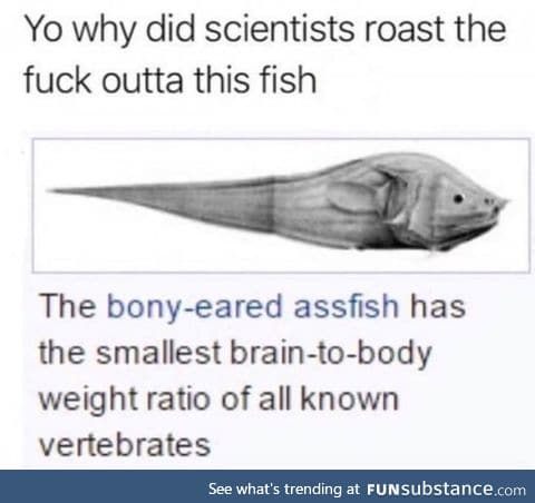 Poor fish