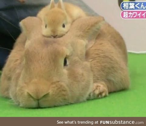 A bunny with a bunny hat!