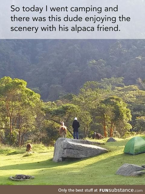 But where is my alpaca friend
