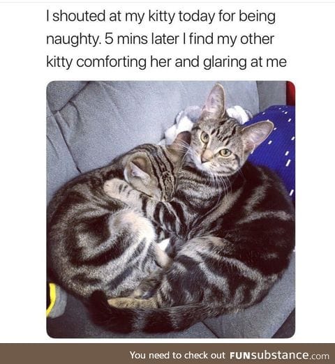 Owner should make sure to close the bedroom door when he goes to sleep tonight
