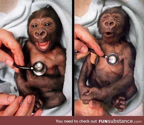 Here's a baby gorilla at the Melbourne zoo getting a check up. It's facial