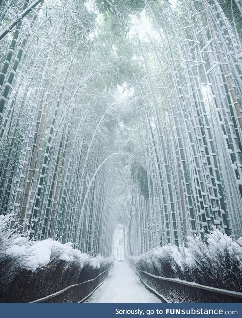 Bamboo in winter