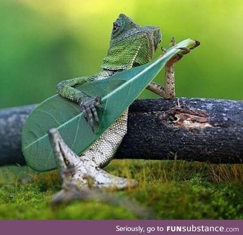 Anyway, here's Wonderwall