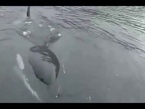 Killer Whale approaches boat to imitate motor sounds