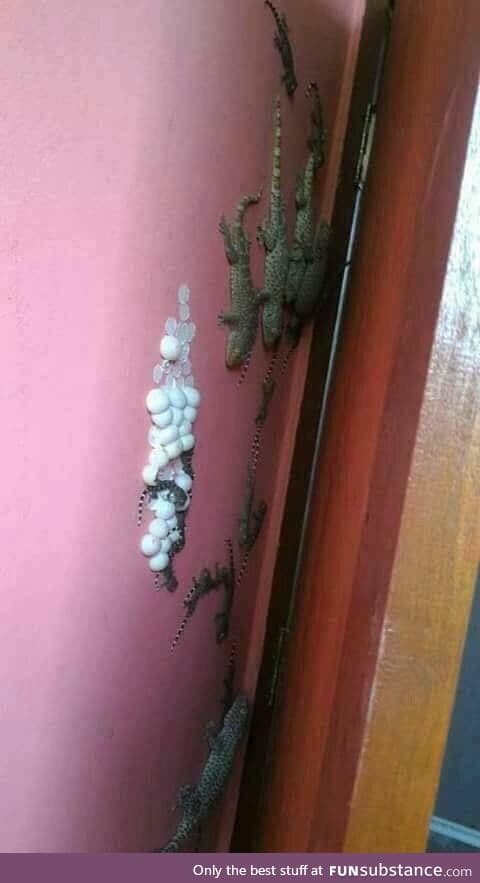 Lizards laying eggs behind the dresser