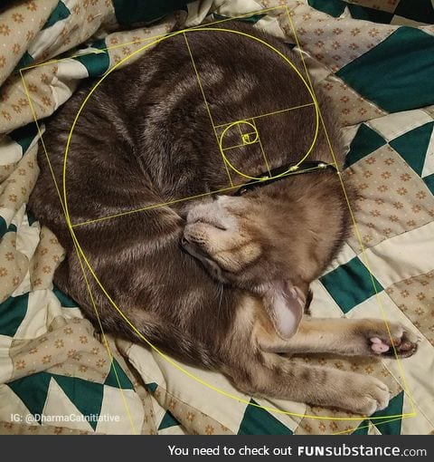 Mathematically purrfect